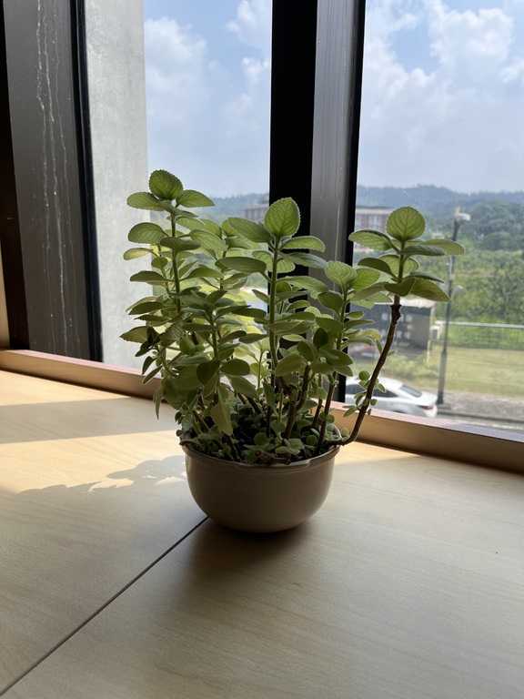 圖書館的花花草草